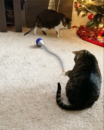 interactive cat toy