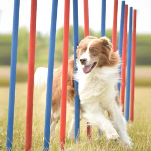 Shinylin 16 Pcs Dog Agility Training Equipment Portable Weave Poles Dog Agility Slalom Set Dog Training Poles Park Exercise Tool Agility Hurdle Pole, Blue and Orange for Dog Obstacle Course Backyard