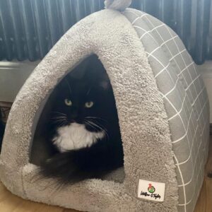 Willow and Taylor 2-in-1 Tent Igloo Cave Bed House for Cats/Small Dogs/Puppies/Kitten, 40x40x35cm, Light Grey, Indoor Pet Beds, Removable Washable Cushion Pillow