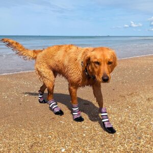 Bark Brite Lightweight Neoprene Paw Protector Dog Boots Designed for Comfort and Breathability in 5 Sizes (Lavender Lg)