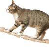 Navaris Wall Mounted Cat Bridge - Rope Bridge Walkway with 2 Large Connector Cat Shelves - Cat Accessories for Indoor Cats - Pine Wall Furniture Cat Shelf Steps