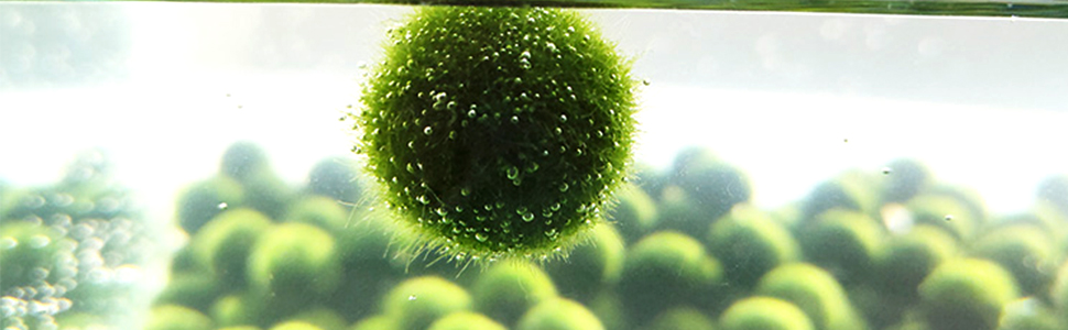 marimo