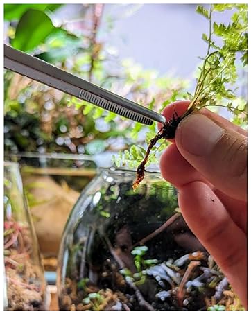 aquarium tweezers