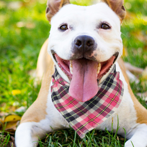 dog bandana