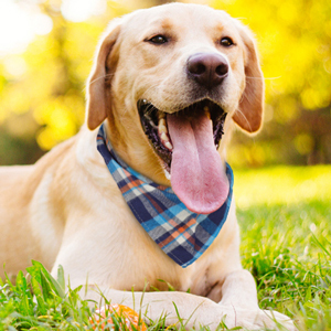 dog bandanas