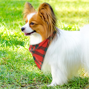 dog bandana