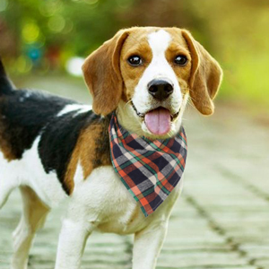 dog bandanas