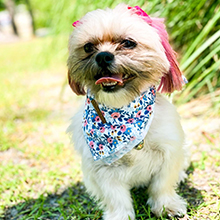 bandana