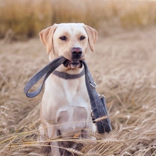 Leash Leash Set Collar Harness Excrement bag Poop Bag Felt stylish modern dog accessories dog 