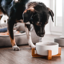 Cat Bowls Dog Bowls Ceramics Ceramic bowls Bamboo Bowls Water Bowls Drinking bowl Food bowl 