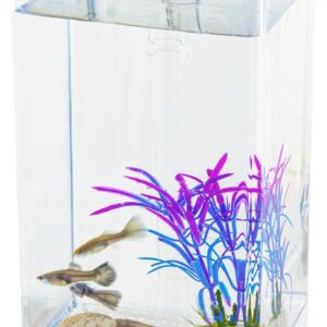 Small Fish Tank one Gallon Square